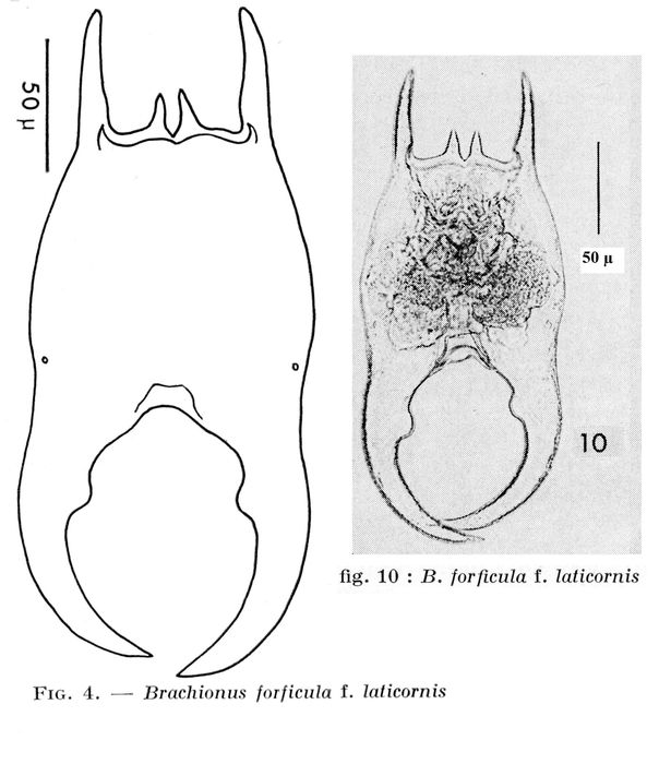 Brachionus forficula f. laticornis - Original description image