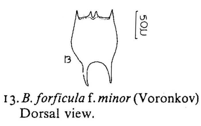 Brachionus forficula f. minor