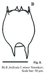 Brachionus forficula f. minor