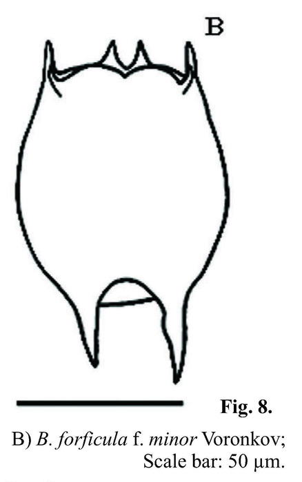 Brachionus forficula f. minor