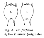 Brachionus forficula f. minor