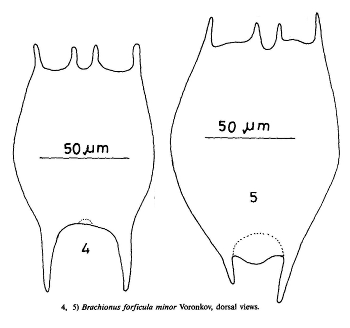 Brachionus forficula f. minor