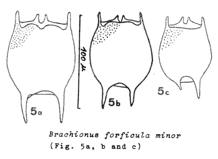 Brachionus forficula f. minor