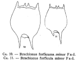 Brachionus forficula f. minor