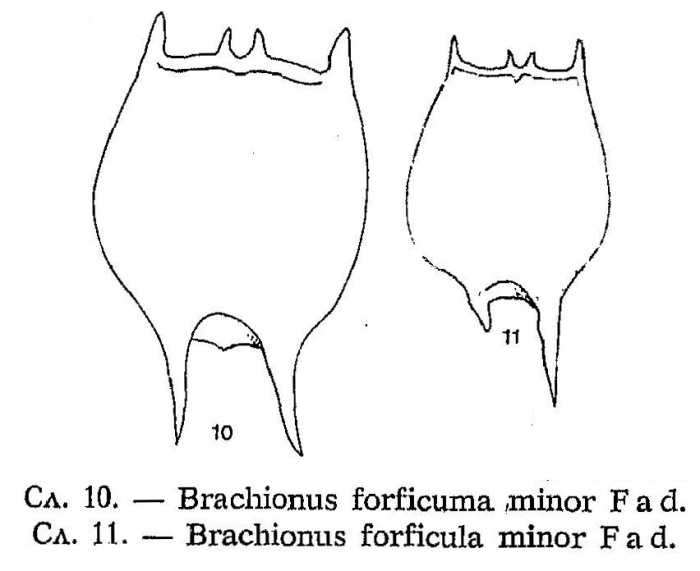 Brachionus forficula f. minor