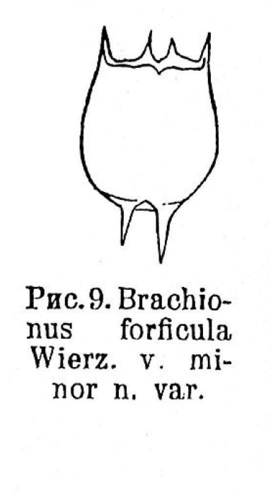 Brachionus forficula f. minor - Original description image