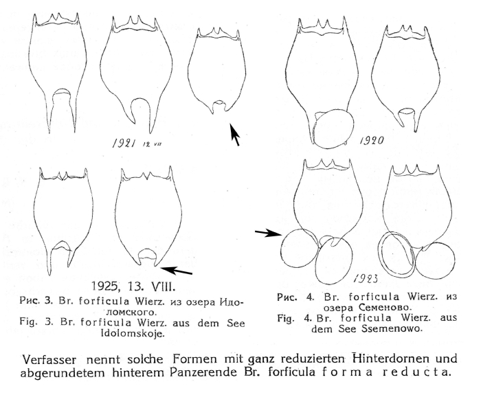 Brachionus forficula f. reductus - Original description image
