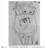 Brachionus forficula f. urawaensis