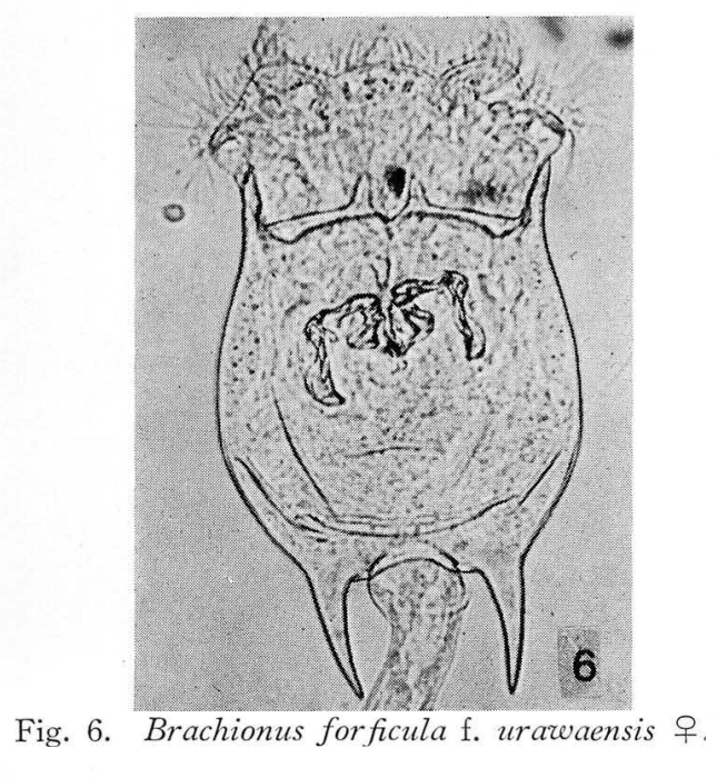 Brachionus forficula f. urawaensis