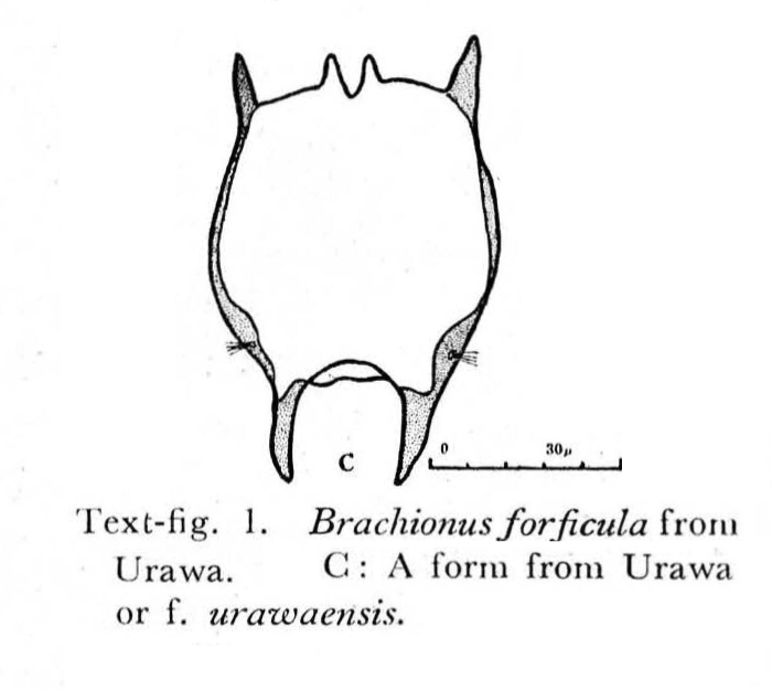 Brachionus forficula f. urawaensis - Original description image