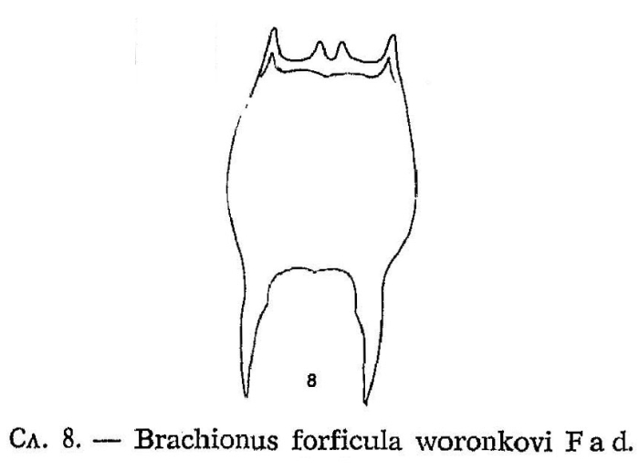 Brachionus forficula f. voronkowi
