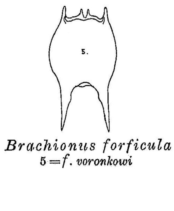 Brachionus forficula f. voronkowi - Original description image