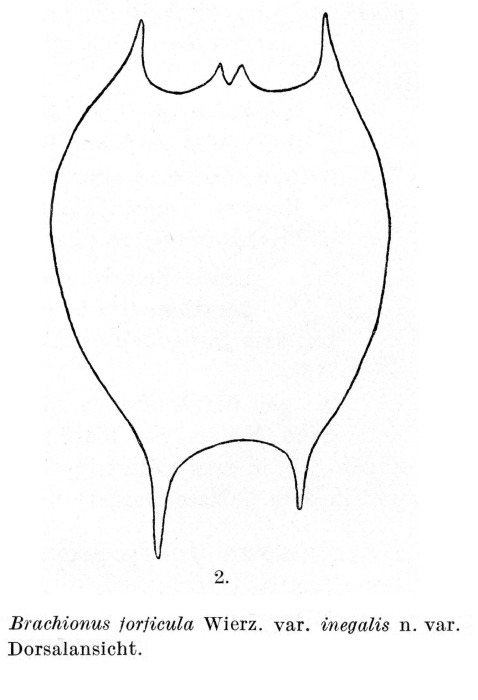 Brachionus forficula var. inegalis - Original description image