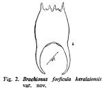 Brachionus forficula var. keralaiensis - Original description image