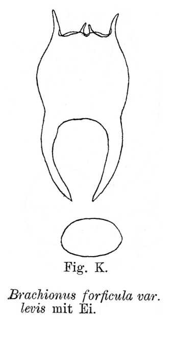 Brachionus forficula var. levis - Original description image