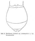 Brachionus forficula var. semiangularis - Original description image