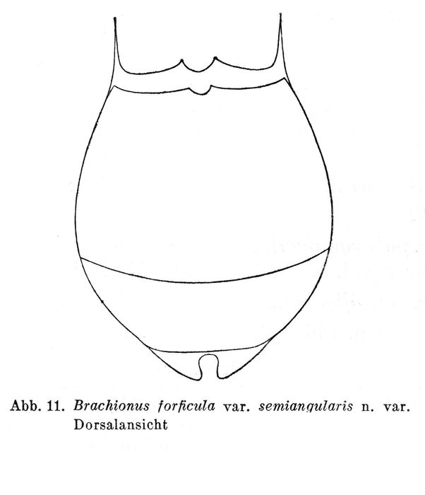 Brachionus forficula var. semiangularis - Original description image