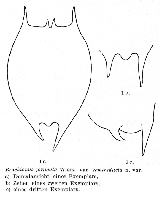Brachionus forficula var. semireductus - Original description image