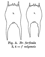 Brachionus forficula var. volgensis