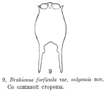 Brachionus forficula var. volgensis - Original description image