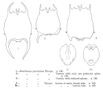 Brachionus furculatus