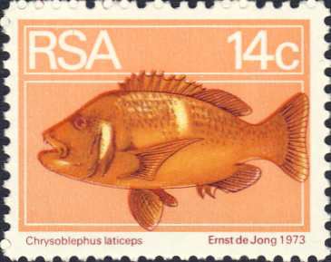 Chrysoblephus laticeps Chrysoblephus laticeps