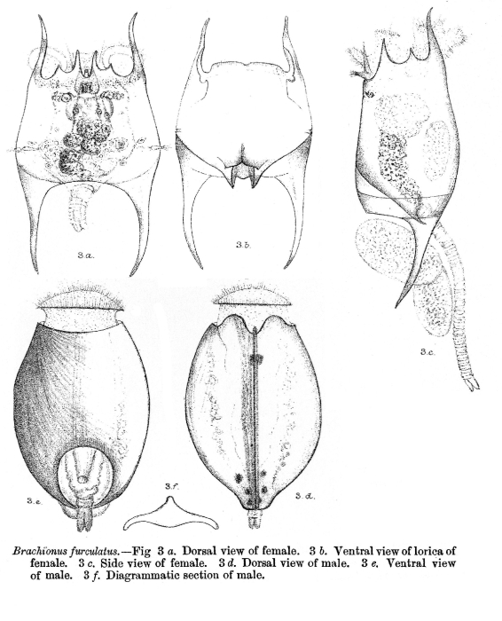 Brachionus furculatus Brachionus furculatus