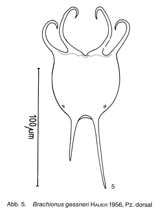 Brachionus gessneri