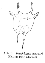Brachionus gessneri