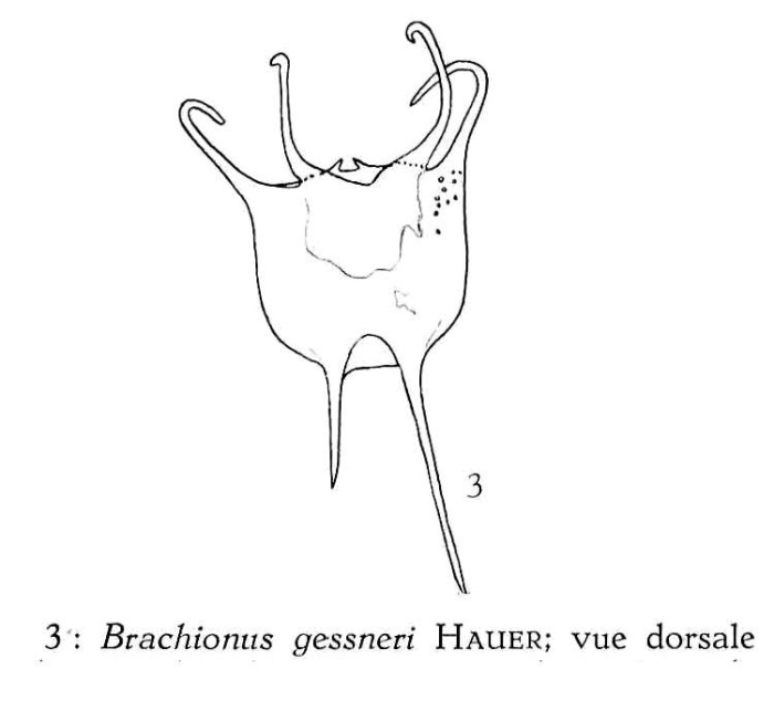 Brachionus gessneri