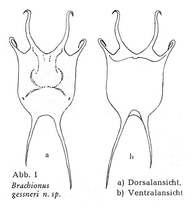 Brachionus gessneri - Original description image