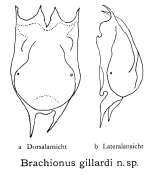 Brachionus gillardi - Original description image
