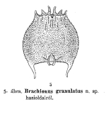 Brachionus granulatus - Original description image
