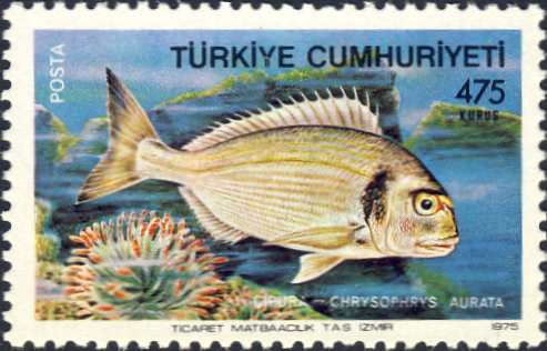 Chrysophrys aurata Chrysophrys aurata