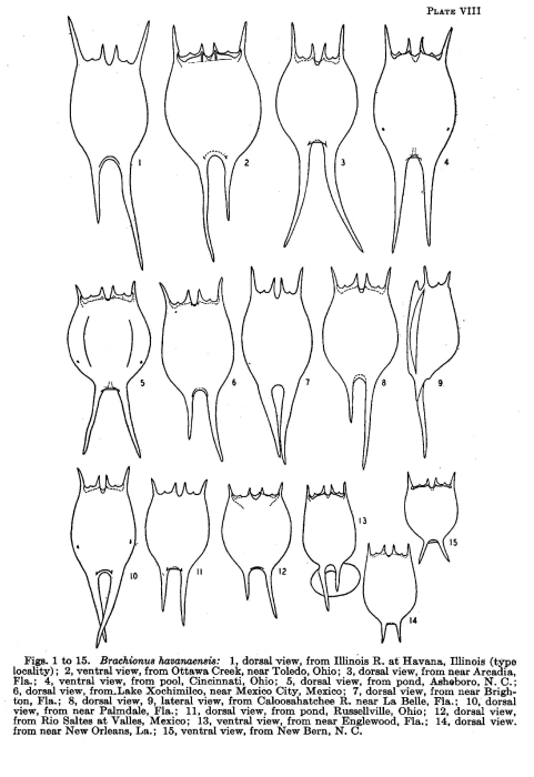 Brachionus havanaensis