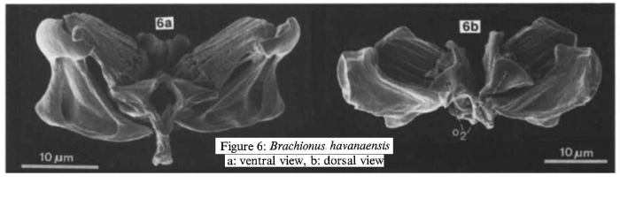 Brachionus havanaensis