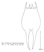 Brachionus havanaensis