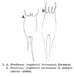 Brachionus havanaensis