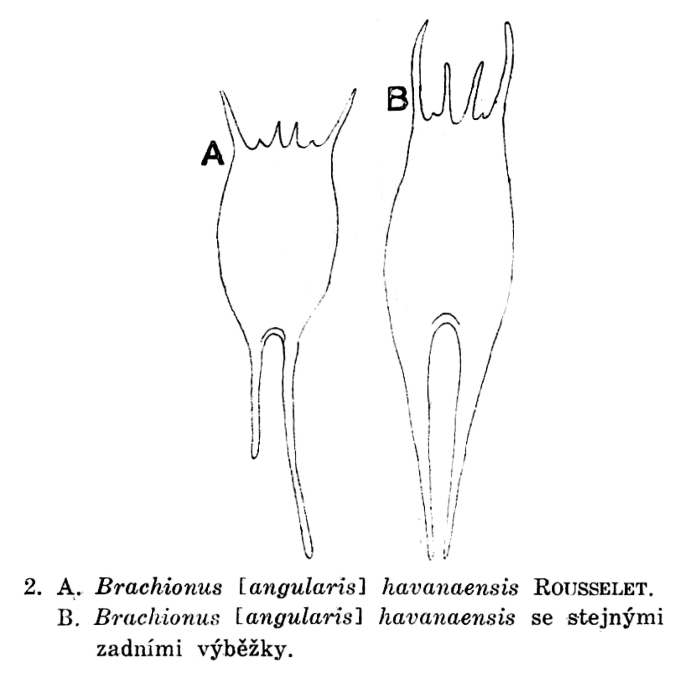 Brachionus havanaensis