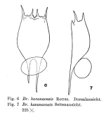 Brachionus havanaensis