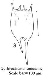 Brachionus havanaensis