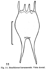 Brachionus havanaensis