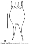 Brachionus havanaensis