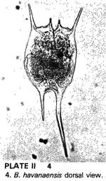 Brachionus havanaensis