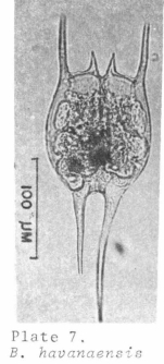 Brachionus havanaensis