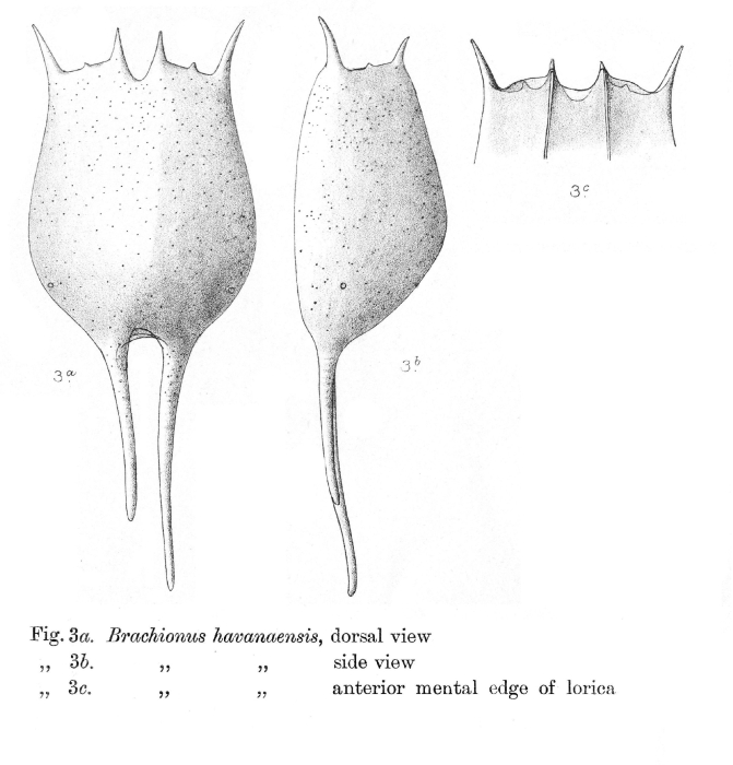 Brachionus havanaensis - Original description image