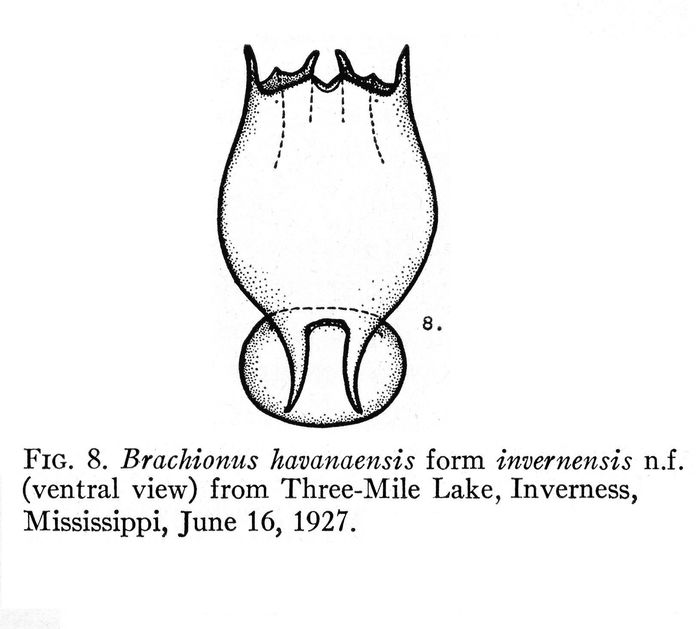 Brachionus havanaensis f. invernensis - Original description image