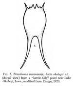 Brachionus havanaensis f. okobojii - Original description image
