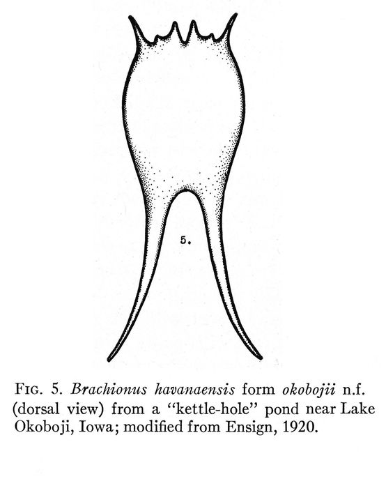 Brachionus havanaensis f. okobojii - Original description image