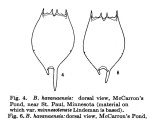 Brachionus havanaensis var. minnesotensis
